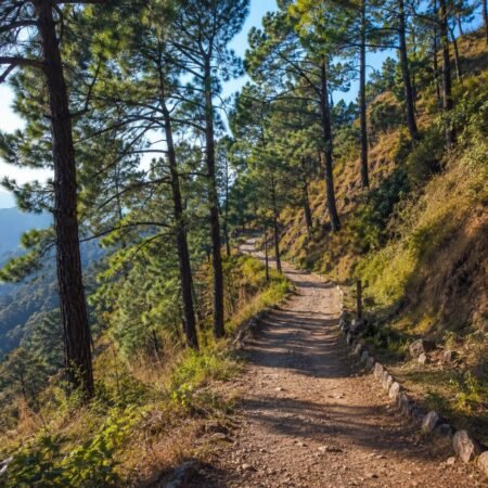 Walking trail through pine forest at Gilbert Nature Trail in Kasauli