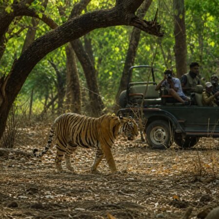 Royal Bengal Tiger walking through the forests of Ranthambore National Park as tourists watch from a safari jeep during a wildlife safari in Sawai Madhopur, Rajasthan.