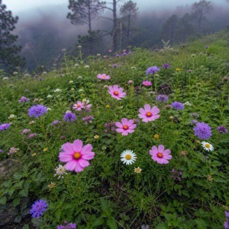 Wildflowers blooming on the hillside near Gilbert Nature Trail in Kasauli with misty pine forests and scenic mountain views in Himachal Pradesh.